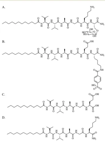 Fig. 1 Chemical representations of PA molecules. (A) Glc-PA [Lauryl- [Lauryl-VVAGKS(b-Glc)-Am], (B) SO 3 -PA [Lauryl-VVAGEK(p-sulfo benzoate)-Am], (C) E-PA [Lauryl-VVAGE], and (D) K-PA [Lauryl-VVAGK-Am].