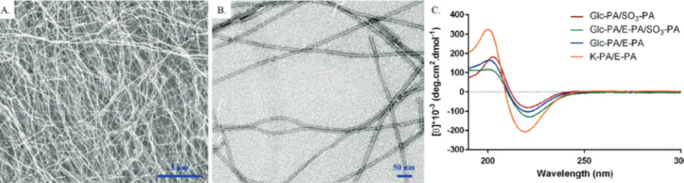 Fig. 2 Characterization of PA nanofibers. (A) SEM image of Glc-PA/E-PA revealed the fibrous nature of the network, (B) TEM image of Glc-PA/E-PA demonstrated the diameter and morphology of each nanofiber
