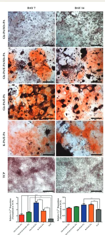 Fig. 5 Day 7 and day 14 Alizarin Red-S staining and their quantitative investigations for calcium deposition analyses when the cells were cultured with growth medium on PA nanofiber networks and uncoated TCP.