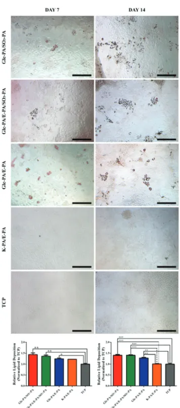 Fig. 7 Day 7 and day 14 Oil Red O staining and their quantitative investigations for lipid deposition analyses