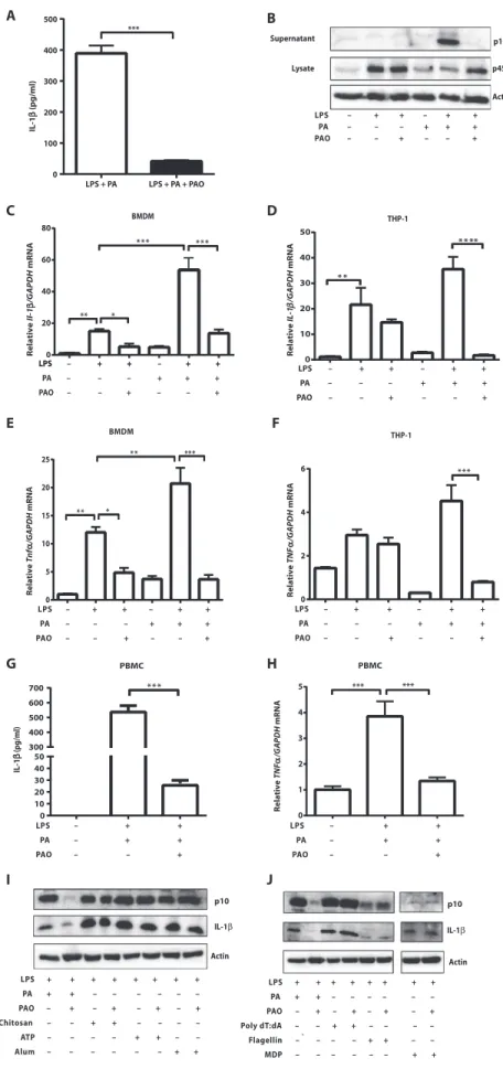 Fig. 1. PAO prevents lipid-induced inflammasome activation and proinflammatory cytokine expression in macrophages