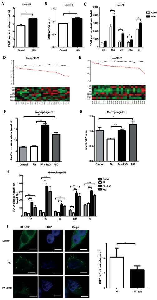 Fig. 4. PAO regulates lipid composition in the ERs from livers of ApoE −/− mice and from macrophages