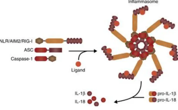 Figure 1.1. The Inflammasome Structure 