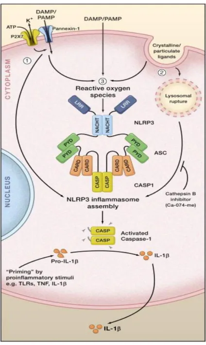 Figure 1.2 The Requirement of Two Signals for NLRP3 Inflammasome Activation    For  the  activation  of  NLRP3  inflammasome,  two  signals  are  required