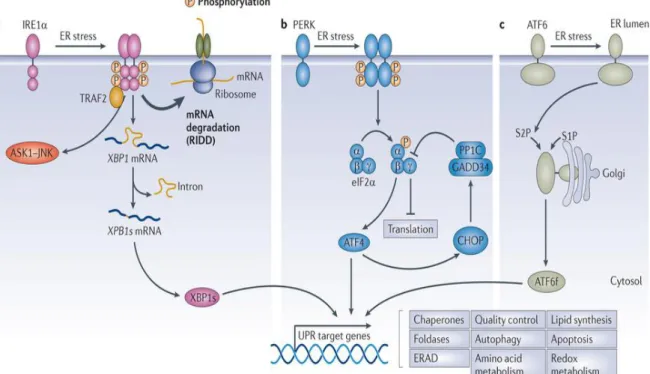 Figure 1.4The Arms of Unfolded Protein Response (UPR) 