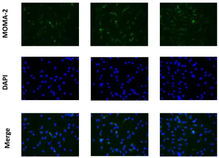 Figure 4.2: The Investigation of the efficiency of BMDM differentiation protocol.  