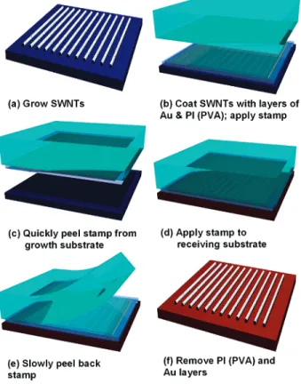Figure 1 schematically illustrates the transfer process. The first step involved deposition of a thin layer of Au ( ∼100 nm) by electron beam evaporation (3 × 10 -6 Torr; Temescal CV-8) onto the SWNTs