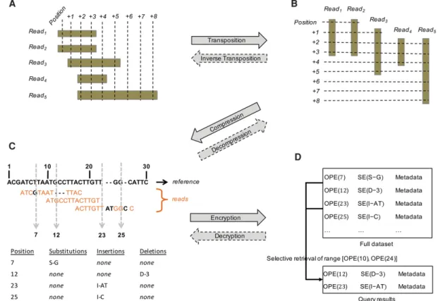 Figure 1. SECRAM framework for compressed, encrypted storage of genomic data. (A) The sequencing read-based format used in BAM is transposed into a genome position-based format (B)