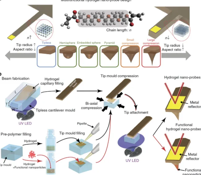 Fig. 1. Hydrogel AFM probes with different tip geometries, fabricated using a bottom-up fabrication strategy.