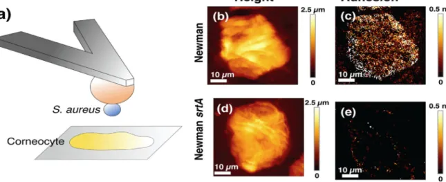 Fig. 4. Height and adhesion images of corneocytes as measured by a Staphylococcus aureus probe, produced by the attachment of a single bacterium on a polydopamine-coated colloidal probe