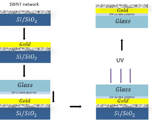 Figure 3-11 SWNT transfer-print process on gold metal surface step diagram. 