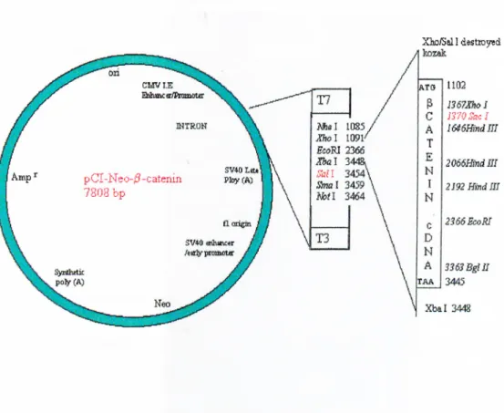 Figure 3-1:  Map of pCI-Nco-P-eatenin  mammalian expression vector.