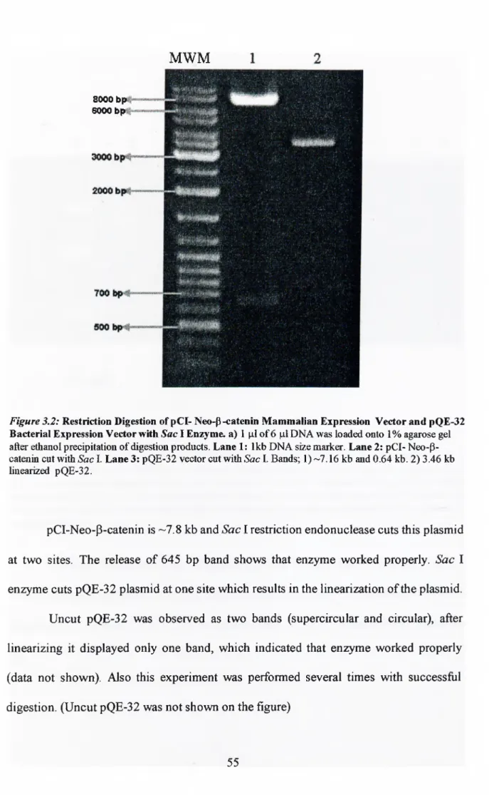 Figure 3.2: Restriction Digestion of pCI- Neo-P-«atenin Mammalian Expression  Vector and pQE-32  Bacterial Expression Vector with Sac I Enzyme, a)  1  pi o f 6  pi DNA was loaded onto  1% agarose gel  after ethanol precipitation o f digestion products