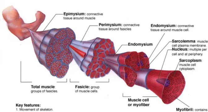 Figure  1.1  Hierarchical  organization  of  skeletal  muscle  tissue.  Epimysium  is  the  outermost  layer  that  surrounds  whole  muscle  tissue,  perimysium  is  the  connective  tissue  around  fascicles  and  endomysium  surrounds  muscle  fiber