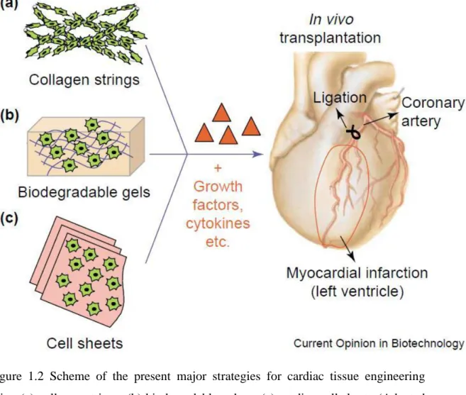 Figure  1.2  Scheme  of  the  present  major  strategies  for  cardiac  tissue  engineering  using (a) collagen strings, (b) biodegradable gels or (c) cardiac cell sheets (Adapted  with  permission  from  Zammaretti  et  al