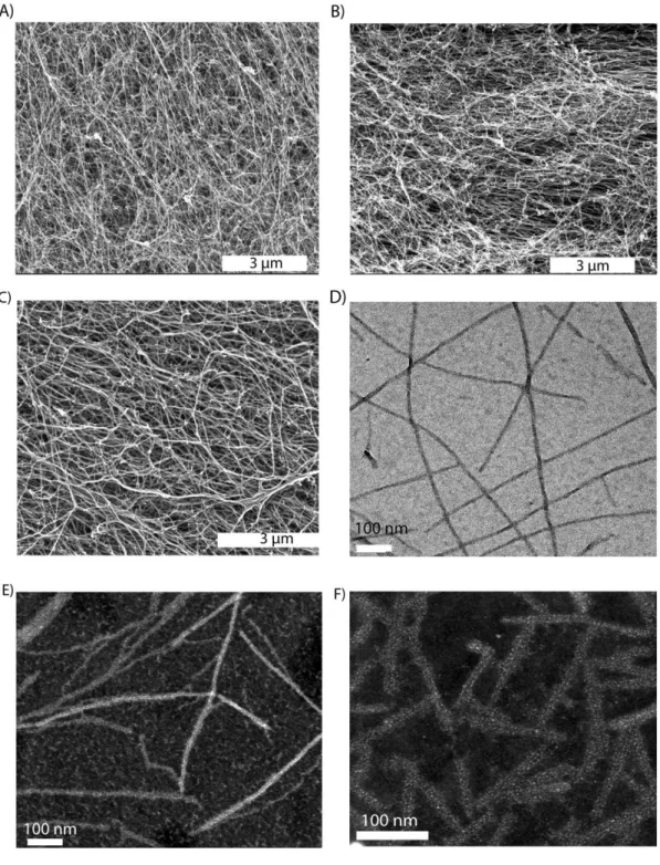 Figure  2.5  Characterization  of  peptide  amphiphile  molecules  by  using  scanning  electron  microscopy  and  transmission  electron  microscopy