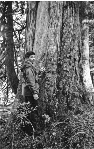 FIGURE 4. Marven Robinson (Gitga’at, Hartley Bay) shows a Thuja plicata CMT, where a sheet of bark was extracted probably 60–80 years ago