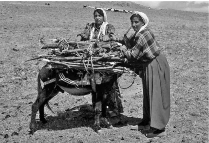 FIGURE 7. Villagers of Central Anatolia, bringing branches of oaks, which they have collected from Go¨llu¨ Dag-Nigde for feed-fuel, piled over donkey