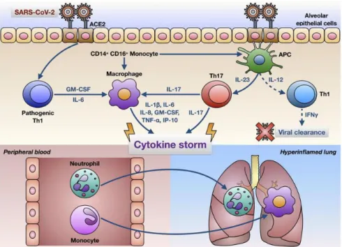 Fig. 2. Mechanisms of effect attributed to anti-IL-6 receptor antibodies tocilizumab and  siltuximab at the cellular chemistry level