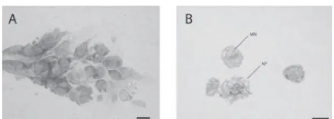 Fig 3. The relationship between the apoptosis and the  cypermethrin doses.