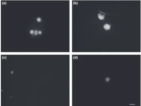 Fig. 1 Acridine orange/ethidium bromide double staining of G. mellonella hemocytes with characteristic symptoms of apoptosis