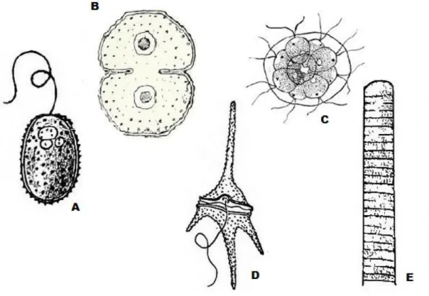 Şekil  1.1:  Fitoplanktonik  organizmalarda  organizasyon  tipleri.  A.  Monodoid  tip: 