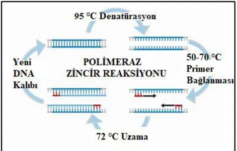 Şekil 1.11: Polimeraz zincir reaksiyonu analiz basamakları ([122] numaralı kaynaktan uyarlanmıştır.)