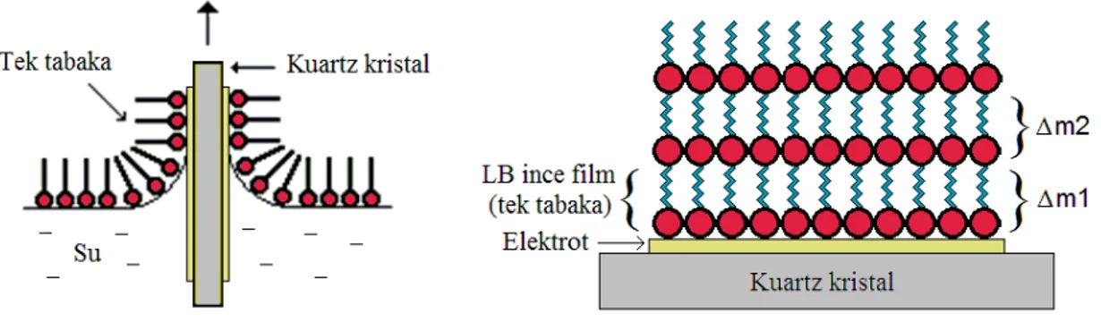 Şekil 2.29: Kuartz kristali üzerine kaplanmış LB ince filmin temsili şekli. 
