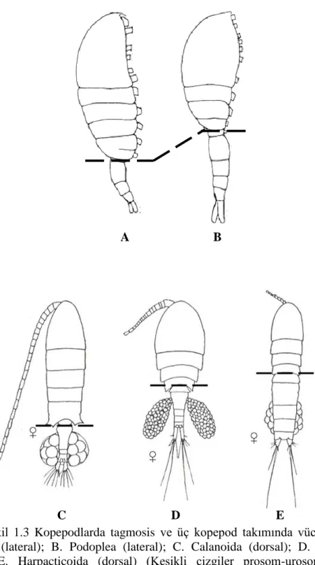 ġekil  1.3  Kopepodlarda  tagmosis  ve  üç  kopepod  takımında  vücut  Ģekli.  A. 