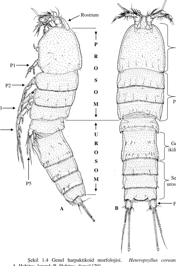 ġekil  1.4  Genel  harpaktikoid  morfolojisi.    Heteropsyllus  coreanus,  ♀.           