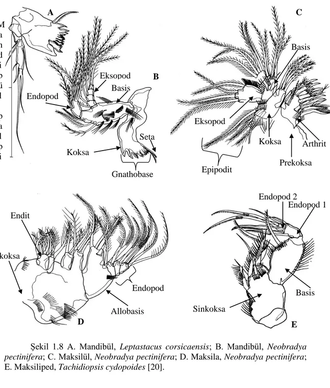 ġekil  1.8  A.  Mandibül,  Leptastacus  corsicaensis;  B.  Mandibül,  Neobradya  pectinifera; C