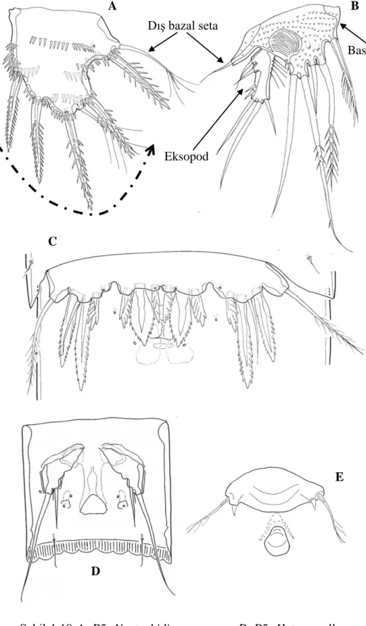 ġekil 1.10 A. P5, Neotachidius coreanus; B. P5, Heteropsyllus coreanus; C. 