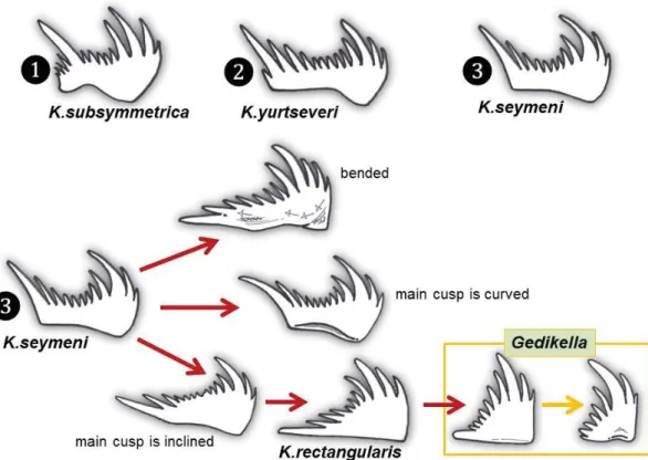 pl. 8, figs 3, 7, 8)] (Text-figs 3.1–3.6). Careful exam- exam-ination of kamuellerellids reveals clearly that some K