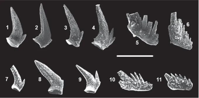 The section of Gedik (1975; p. 108, fig. 5, section  3) was sampled at ~25 cm intervals in order to achieve  a high-resolution stratigraphic dataset for precise  de-termination of conodonts