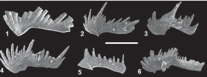 8, fig. 2) to identify the S3 element (in Orchard 2005; 