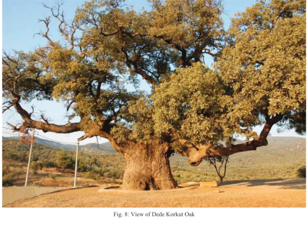 Fig. 8: View of Dede Korkut Oak 
