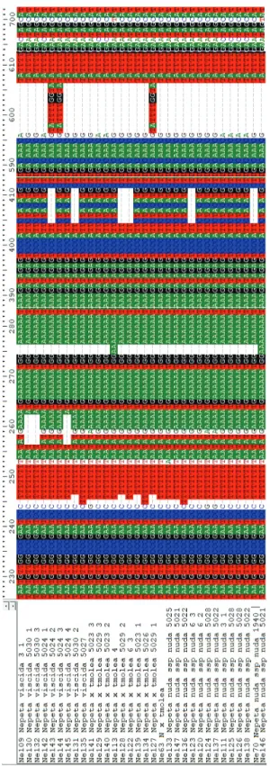 Figure 5. Insertions, deletions and single nucleotide polymorphisms based on rpl32-trnL sequences