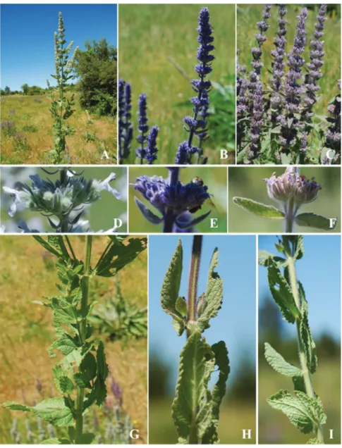 Figure 1. General habit, inflorescence and lower parts of N. nuda subsp. nuda (A, D, G); N