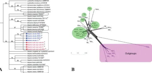 Figure 2. Phylogenetic position of N. viscida and N. nuda subsp. nuda amongst different Nepeta species  and outgroups (based on nrITS sequences and Maximum Likelihood phylogram (A) and Neighbour-Net  Diagram (B) without hybrids.(* examined taxa in this stu