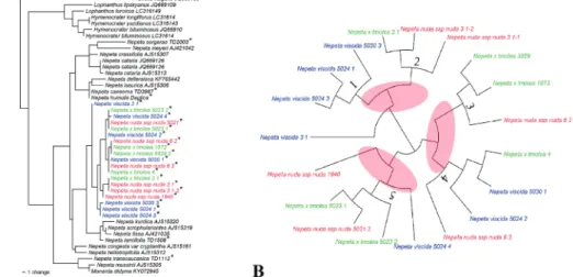 Figure 3. Phylogenetic relationship of N. viscida, N. nuda subsp. nuda and N. ×tmolea with some Nepeta  members and outgroups (based on nrITS sequences and Neighbour Joining phylogram (A) and  Dendro-scope diagram (B).(* examined taxa in this study).