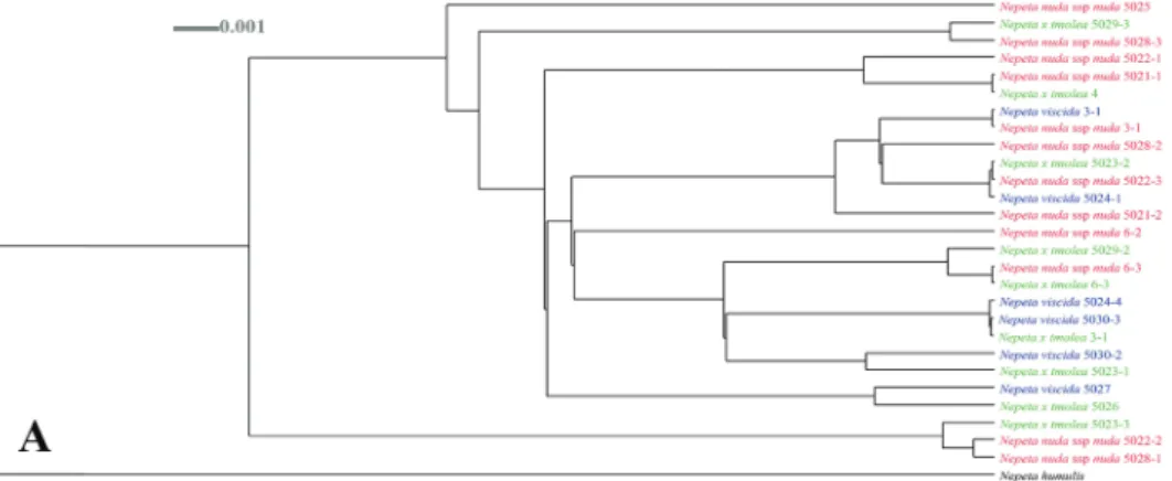 Figure 4. Dendroscope cladogram and PCA diagram based on rpl32-trnL data.