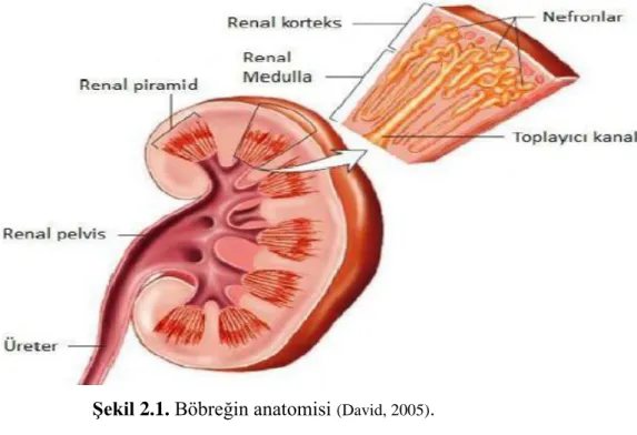 Şekil 2.1. Böbreğin anatomisi  (David, 2005) . 