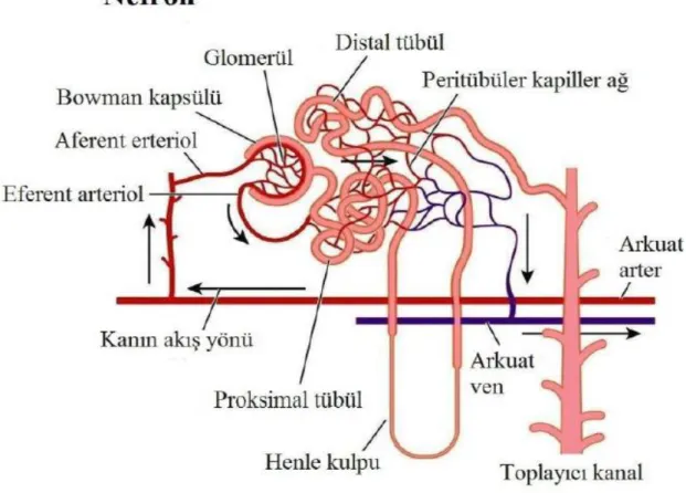 Şekil 2.2. Nefronun kısımları  (Rang ve ark., 1999). 