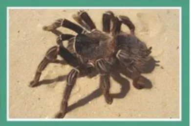 Şekil 2.5. Tarantula cubensis  (Anonim, 2020). 