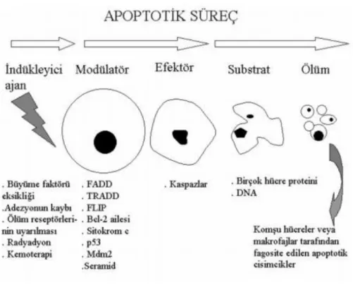 Şekil 2.10. Apoptotik süreç  (Ulukaya, 2003). 