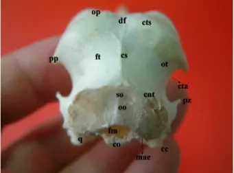 Figure 1. Caudal view of the skull in the grey heron.