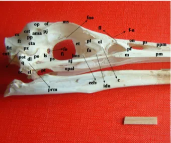 Figure 3. Dorsal view of the skull in the grey heron (Scale bar       2 cm).