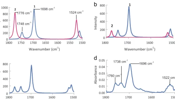 Fig. 3. (a) Theoretical IR spectra of cis–trans (1) and trans–trans (2) rotamers of diacetamide between 1500 cm −1 and 1800 cm −1 in methanol