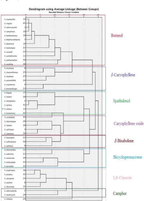 Figure 3. Average linkage dendrogram of the fourty-five Salvia species resulting from the cluster analysis  (based on Euclidean distances) of the major volatile organic compounds