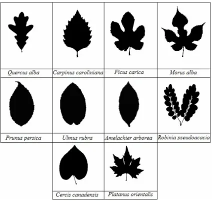 Fig. 1. The real images of ten different trees' leaves obtained by a scanner. 